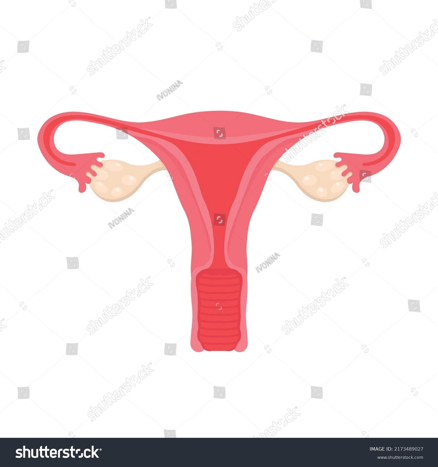 Anatomy Female Reproductive System Diagram Location Stock Vector ...