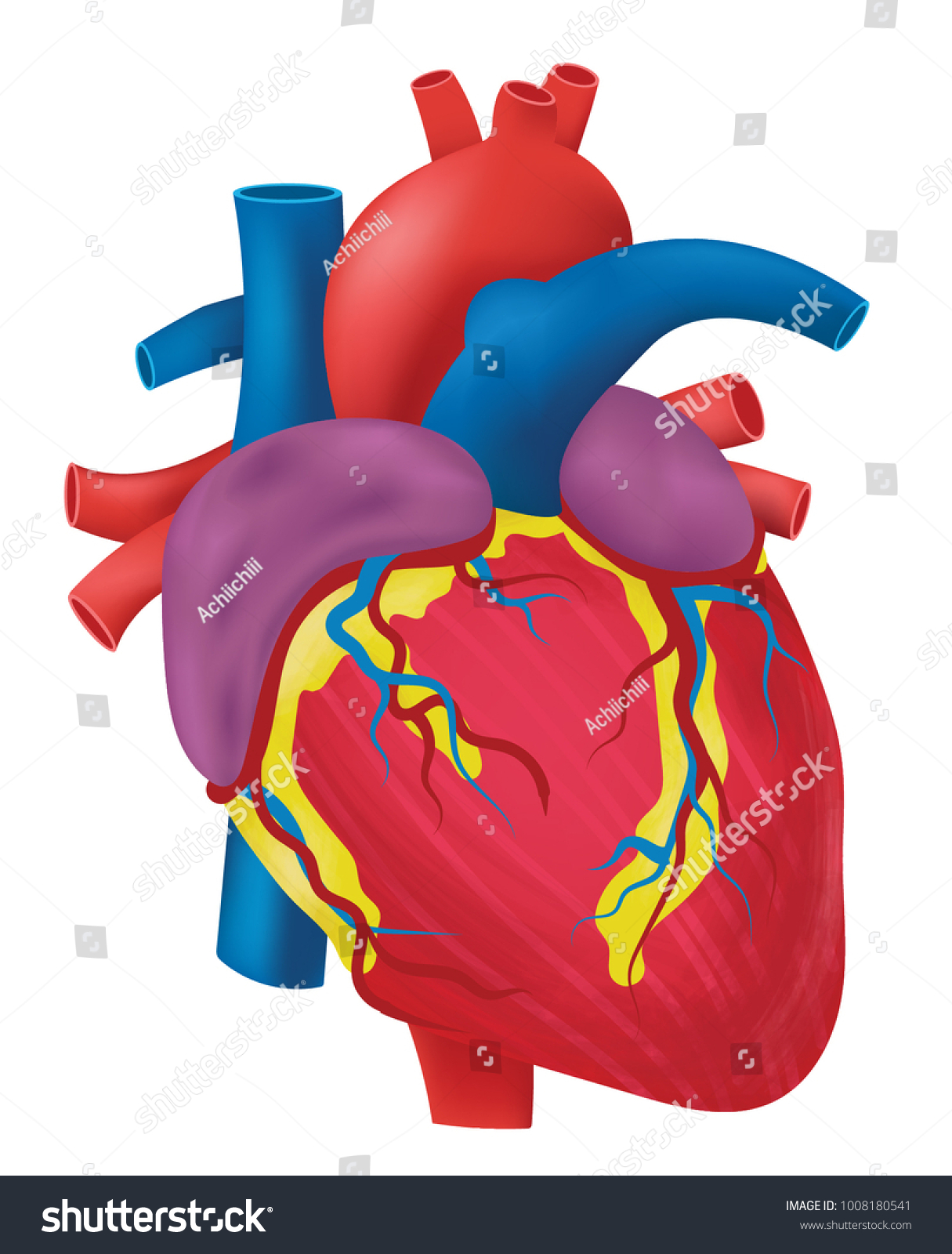 Anatomy Heart Stock Vector (Royalty Free) 1008180541 | Shutterstock