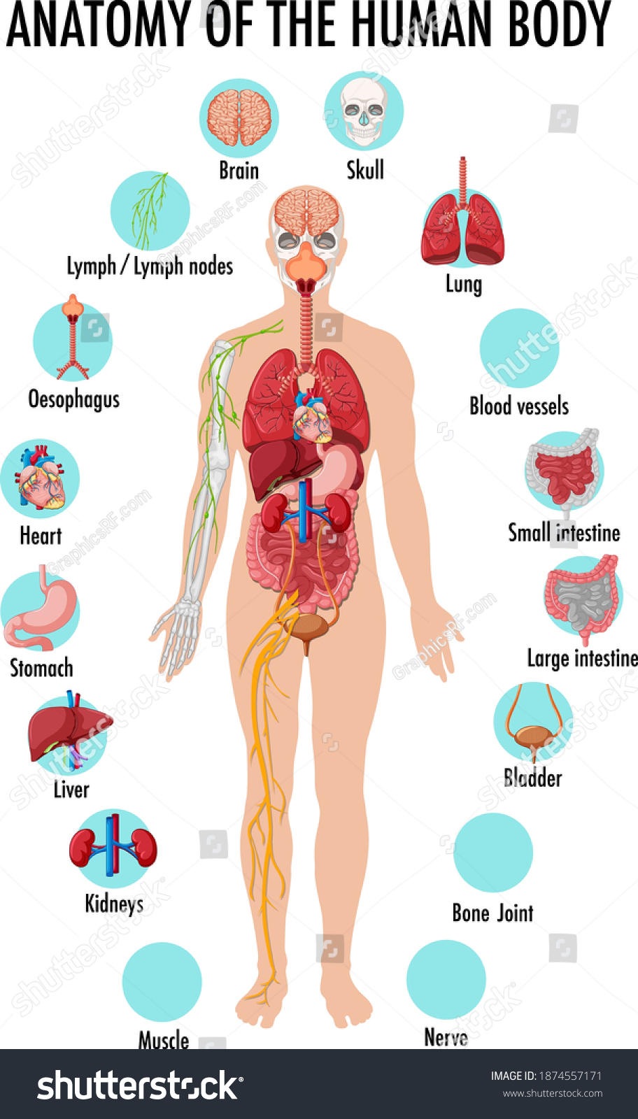 Anatomy Human Body Information Infographic Illustration Stock Vector ...