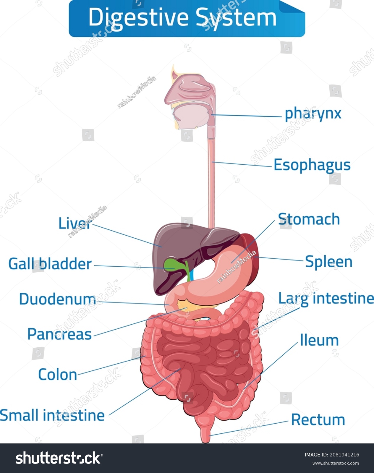 Anatomy Human Digestive Organs Description Corresponding Stock Vector ...