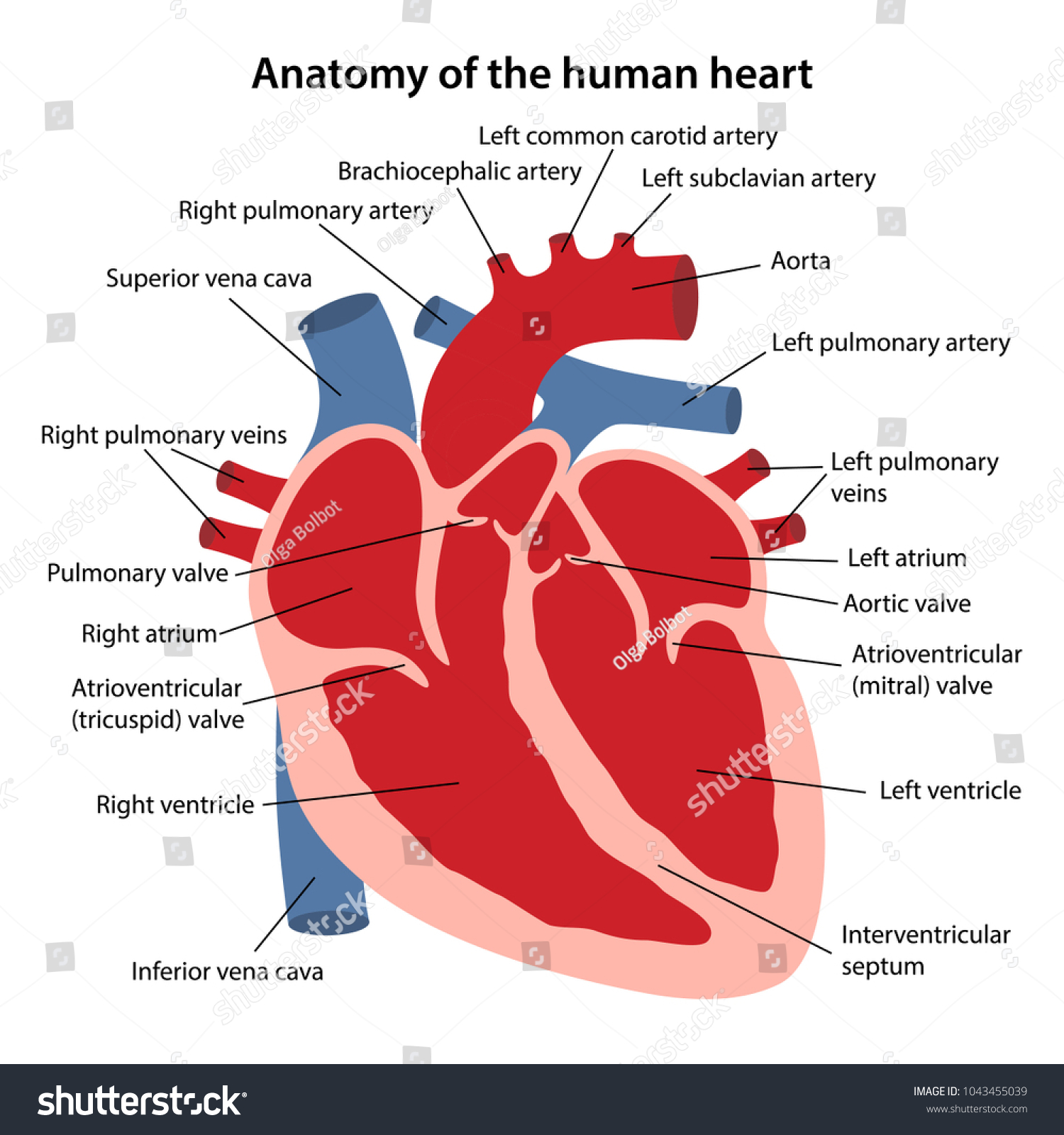 Heart Anatomy Diagram Labeled | World of Reference