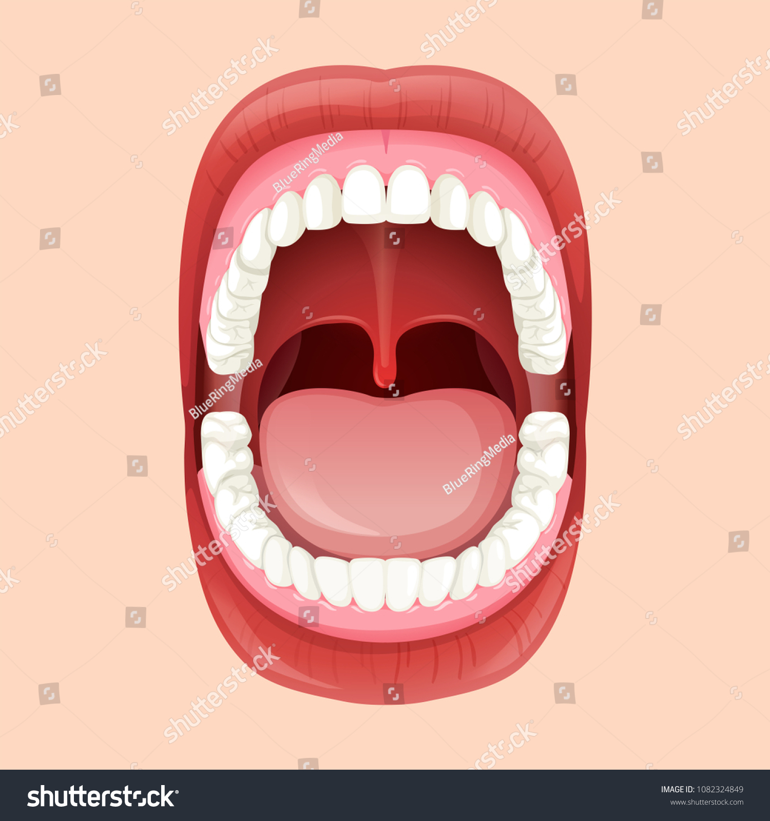 Anatomy Human Mouth Illustration Stock Vector (Royalty Free) 1082324849