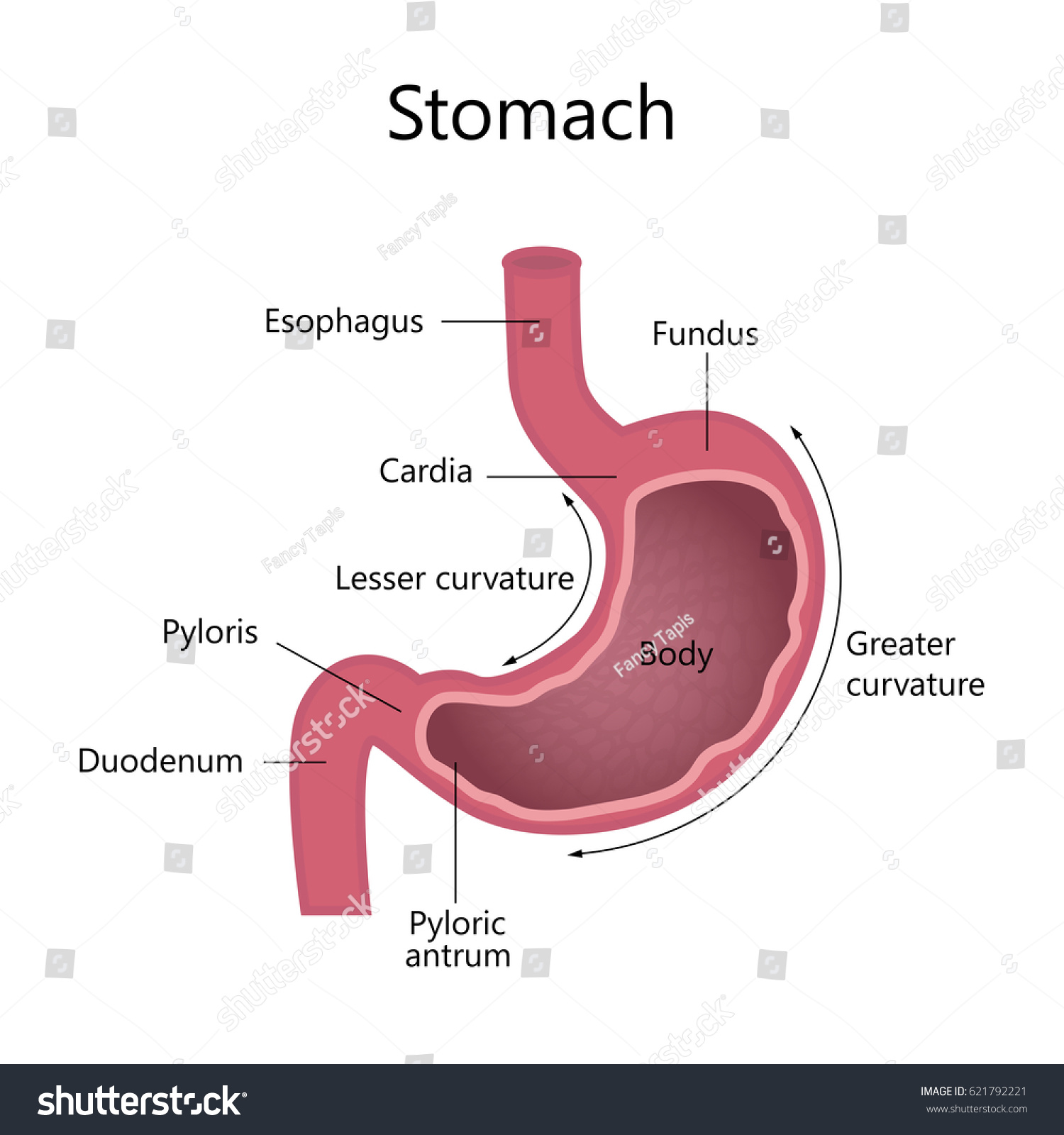 Anatomy Human Stomach Internal Structure Vector Stock Vector (Royalty ...