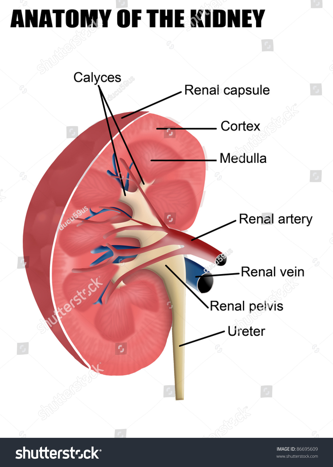 Anatomy Kidney Vector Illustration For Basic Stock Vector 86695609 ...