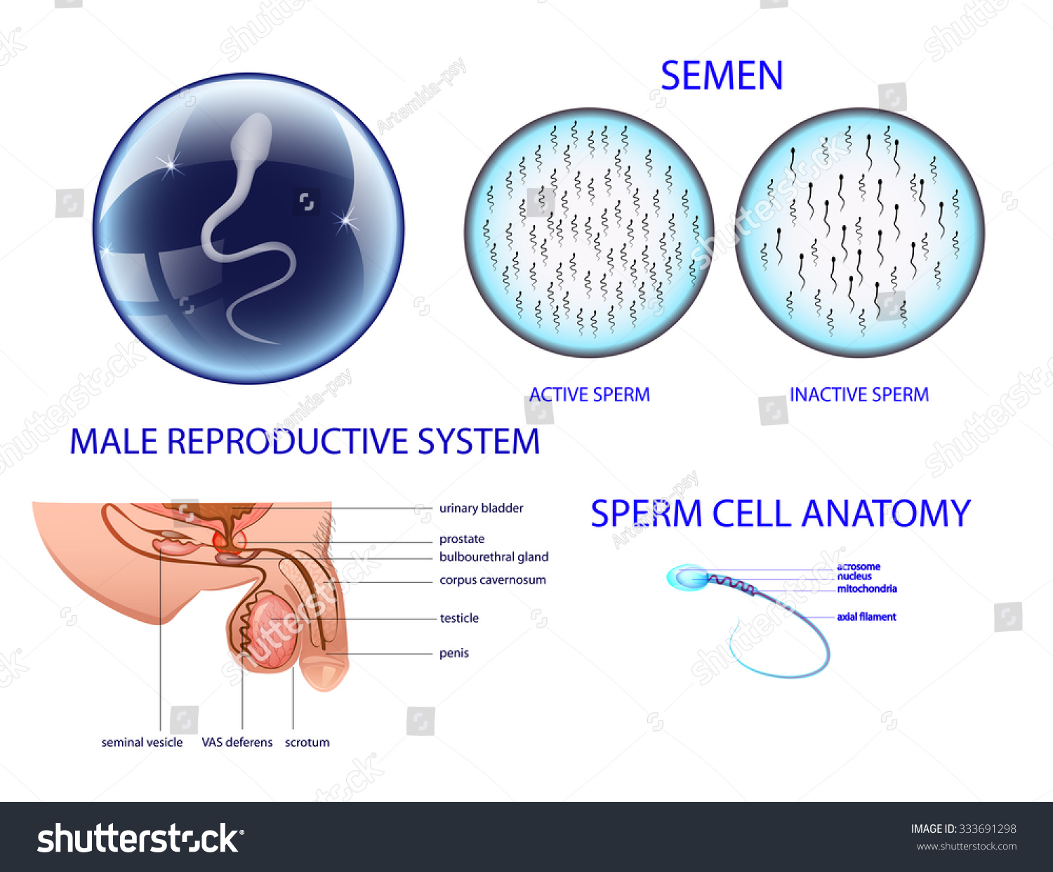 Anatomy Male Reproductive System Semen Stockvector Rechtenvrij 333691298 Shutterstock 1988