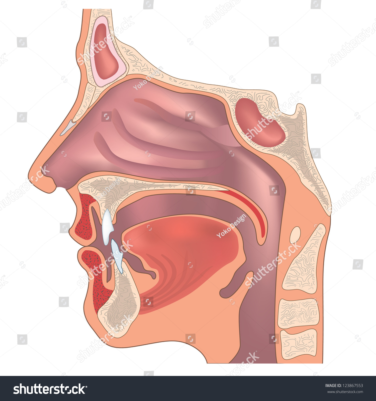 鼻子和喉咙的解剖学 人体器官结构 醫學符號库存矢量图 免版税
