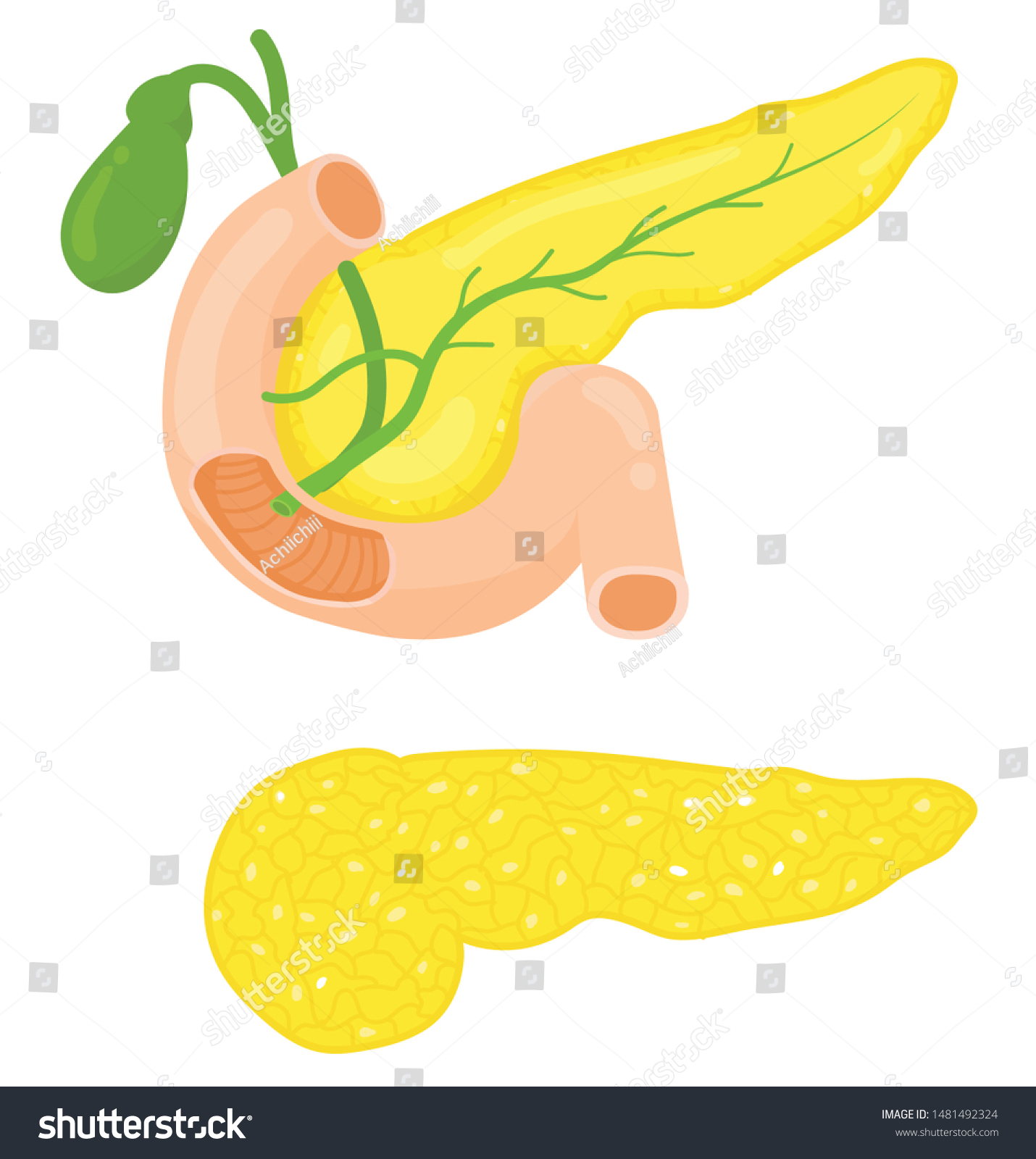 Vektor Stok Anatomy Pancreas Body Human Tanpa Royalti 1481492324 Biology Diagrams