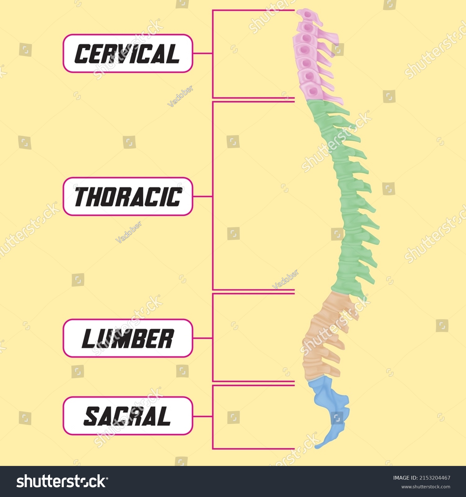 Anatomy Spine Spinal Curves Stock Vector (royalty Free) 2153204467 