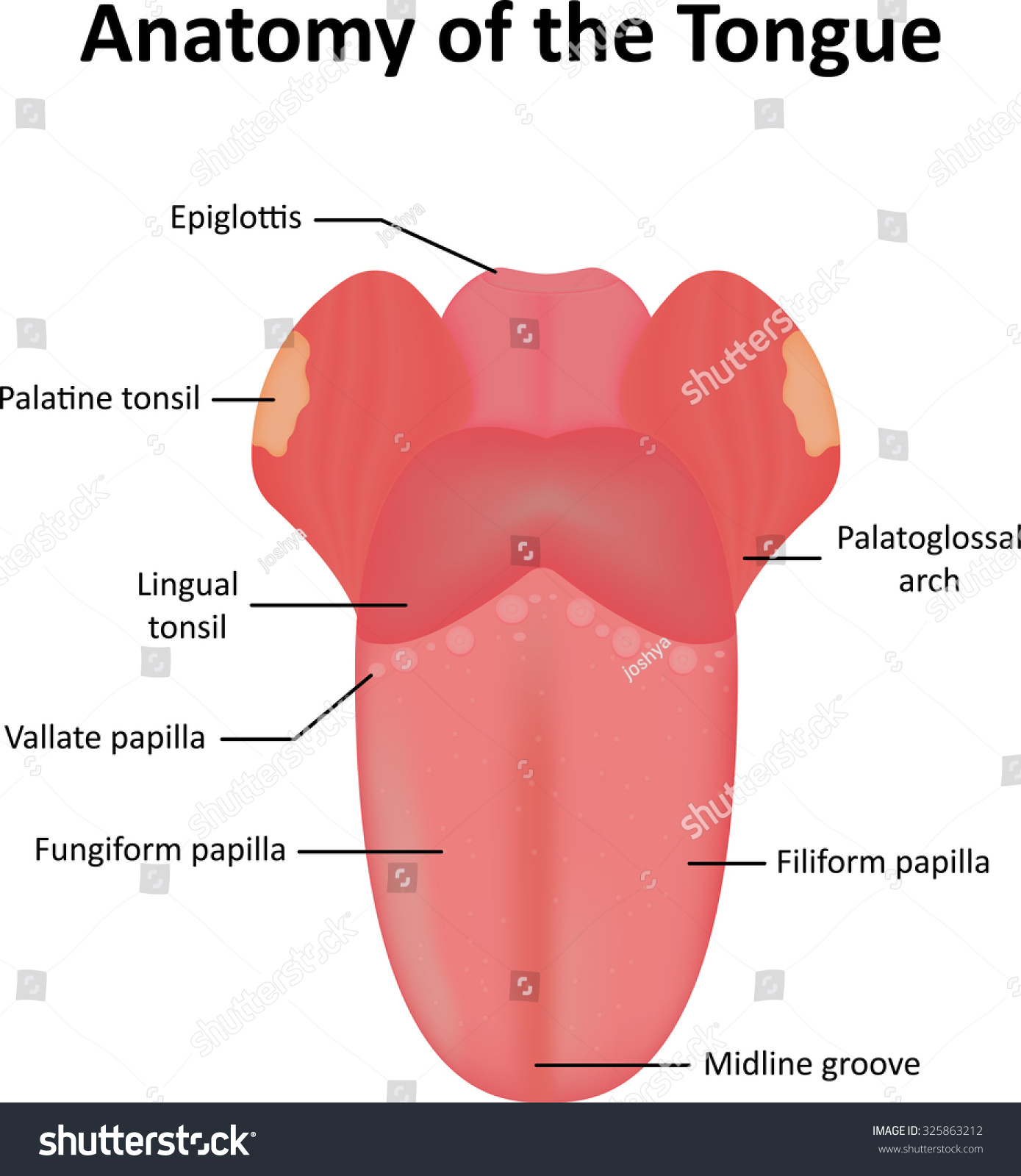 Anatomy Tongue Stock Vector 325863212 - Shutterstock