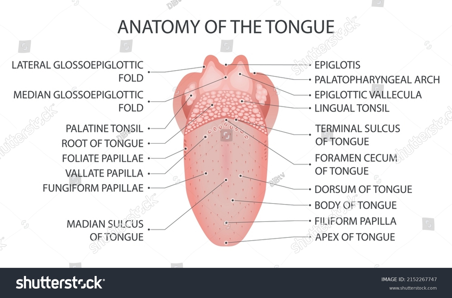 Vallate papillae nyelv kezelése. 