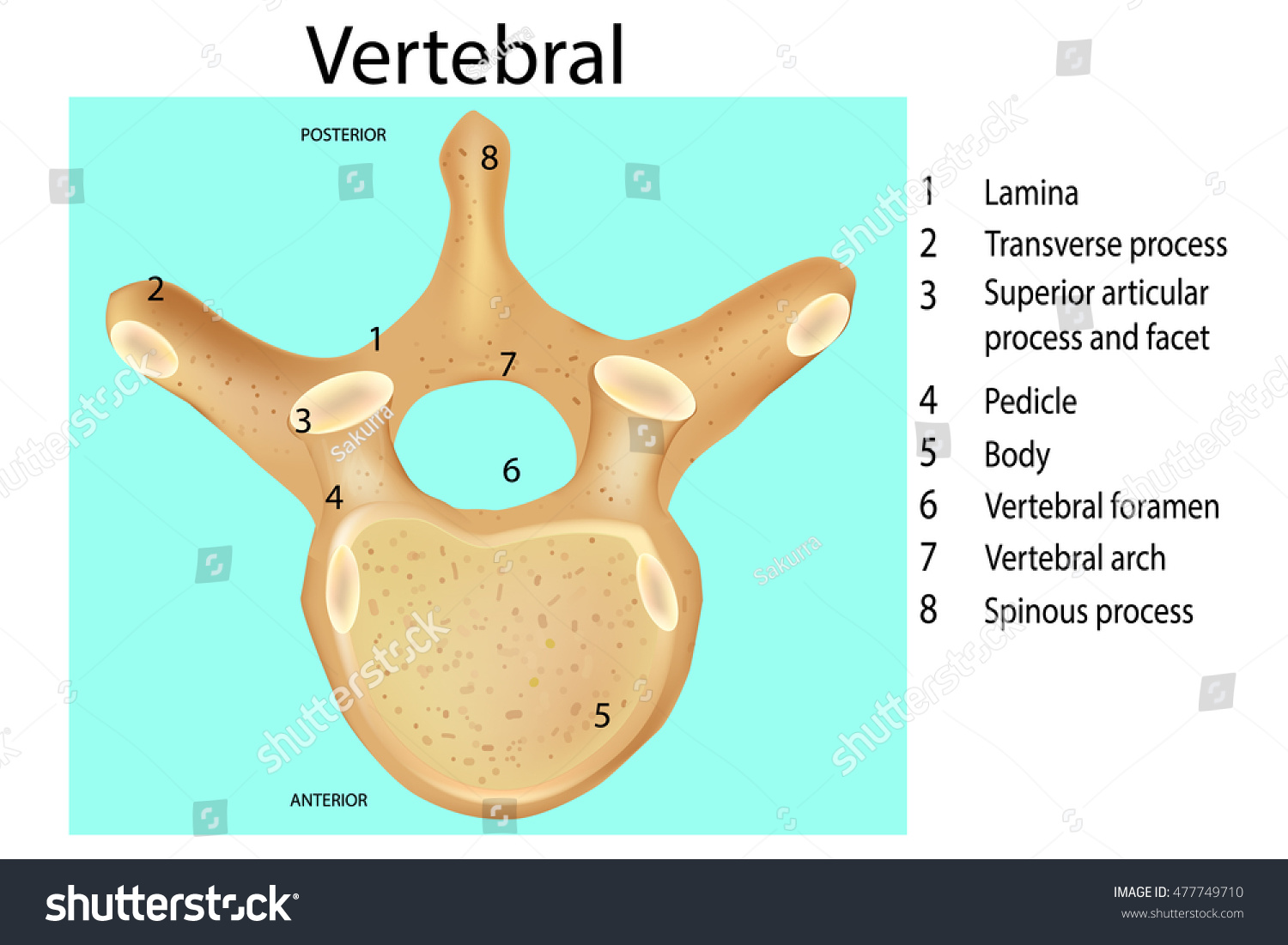 the-vertebral-column-bones-of-the-spine-geeky-medics