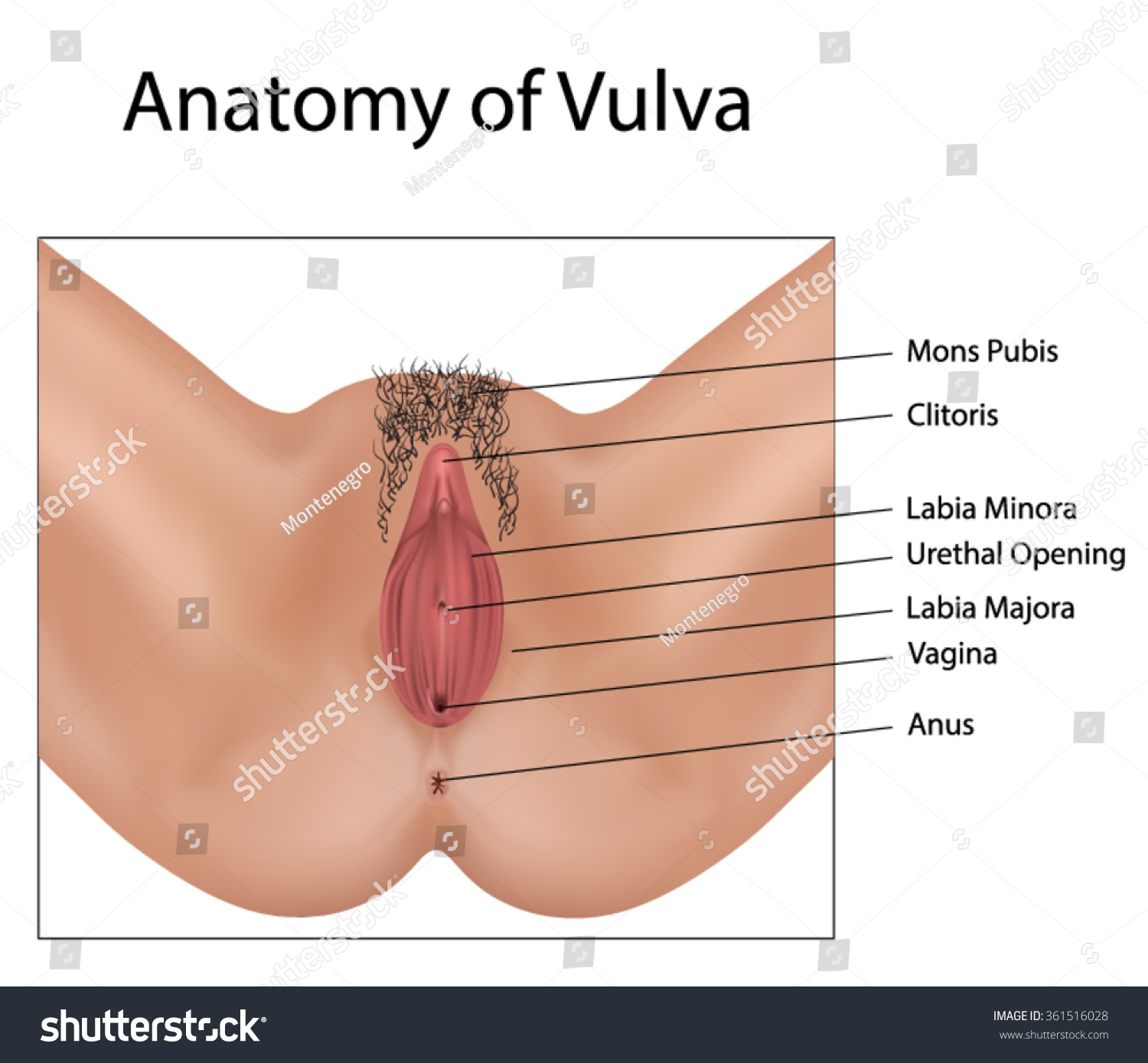 Vulva pics