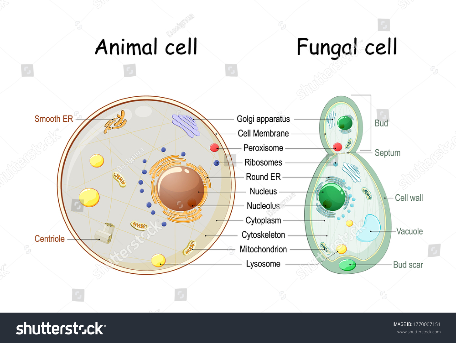 11,647 Fungi cell Images, Stock Photos & Vectors | Shutterstock