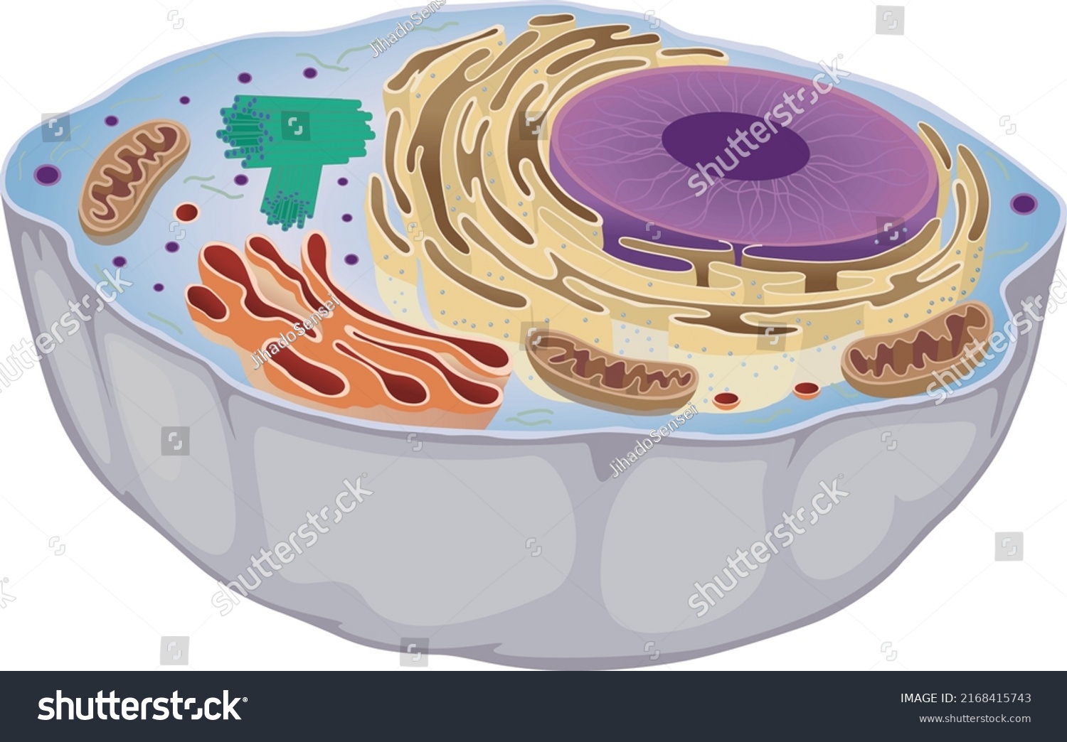 Animal Cell Organelles Stock Vector (Royalty Free) 2168415743 ...