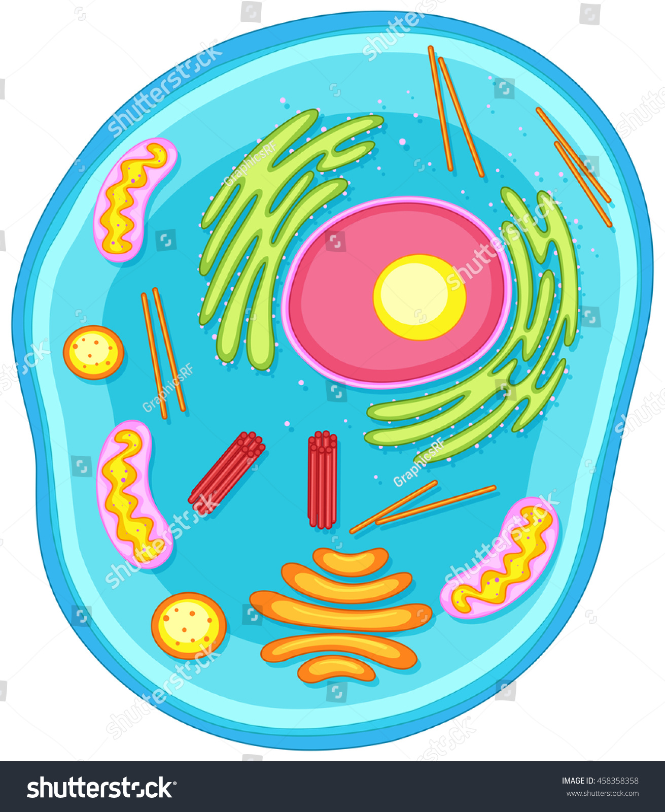 Animal Cell Diagram In Colors Illustration 458358358 Shutterstock