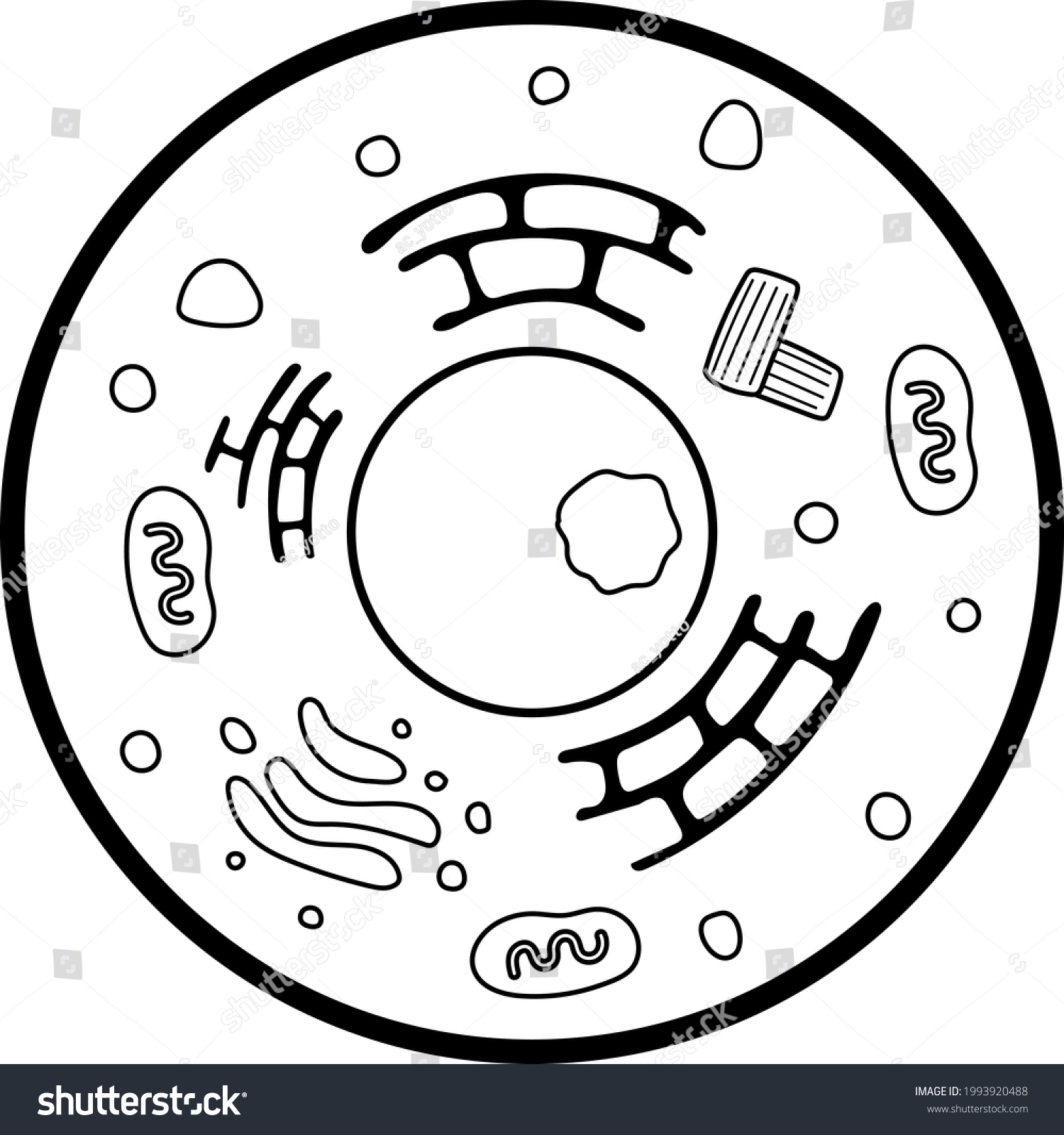 3,485 Animal cell simple Images, Stock Photos & Vectors | Shutterstock