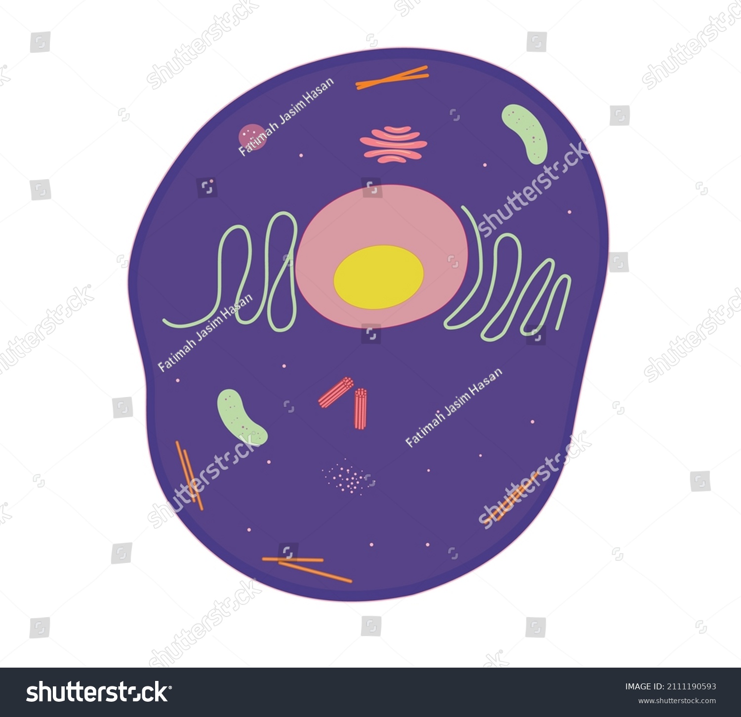 Animal Cell Simple Vector Illustration Stock Vector (Royalty Free ...