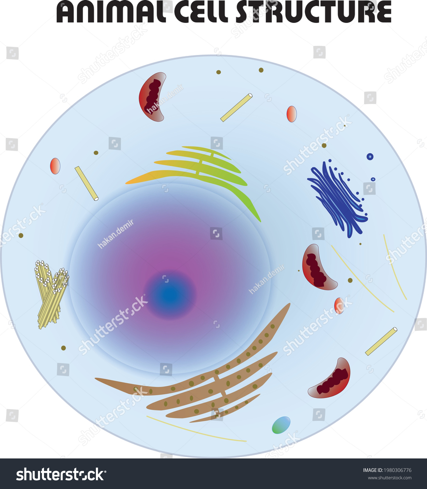 Animal Cell Structure Organelles Without Label Stock Vector Royalty Free 1980306776