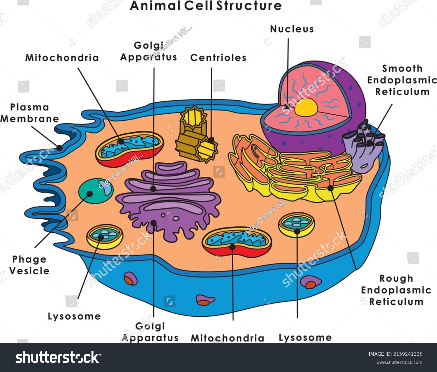 Animal Cell Structure Molecular Expressions Cell Stock Vector (Royalty ...