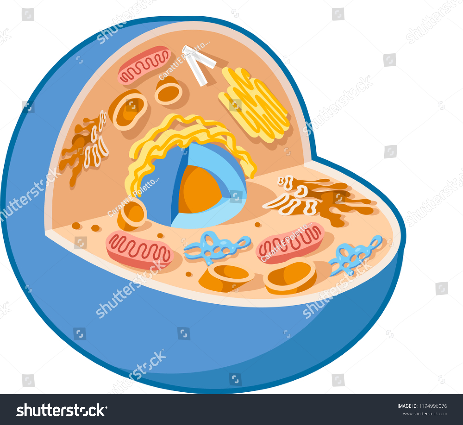 Animal Cell Vector Stock Vector (Royalty Free) 1194996076 | Shutterstock