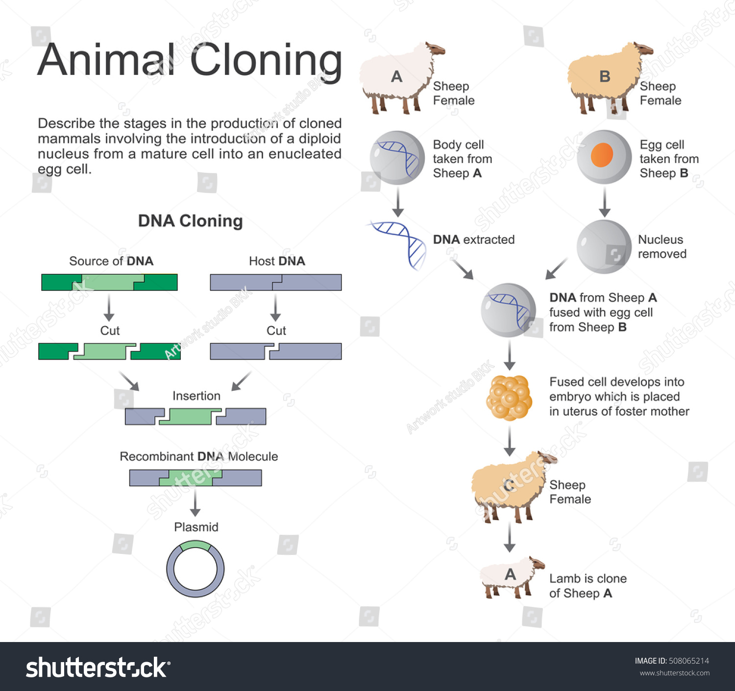 an introduction to the issue of human and animal cloning The decision has inflamed arguments about human health, animal rights animal clones: double trouble animal cloning to create genetic twins could change our. an introduction to the issue of human and animal cloning The decision has inflamed arguments about human health, animal rights animal clones: double trouble animal cloning to create genetic twins could change our.