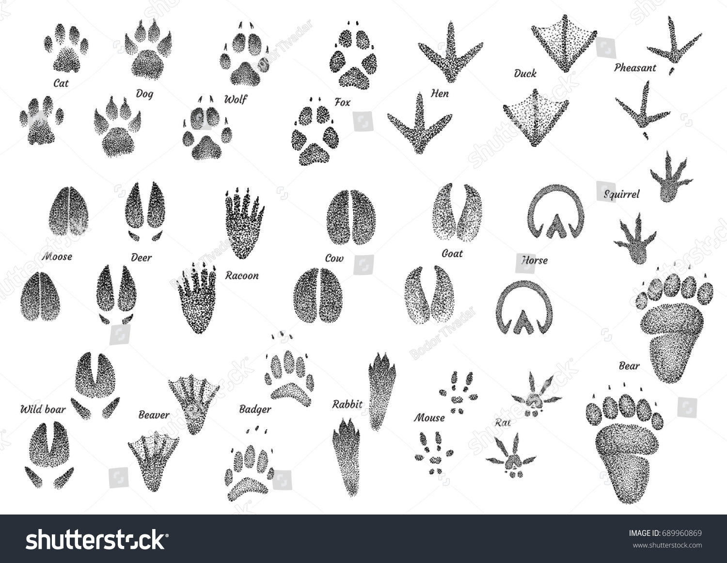 SVG of Animal footprint collection illustration, drawing, engraving, ink, line art, vector svg
