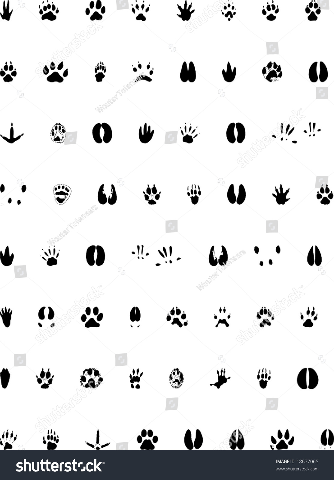 Animal Footprint Collection - Vector File - 18677065 : Shutterstock