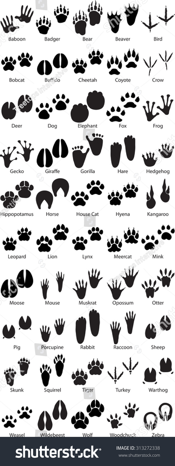 177 Baboon Footprint Images, Stock Photos & Vectors 