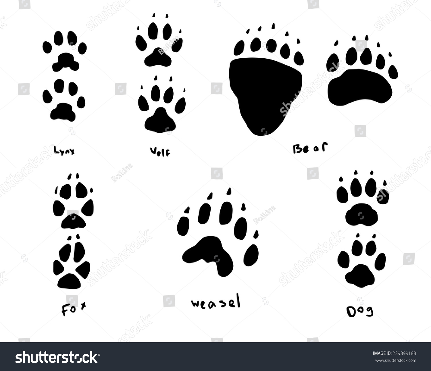 Animal Tracks Stock Vector Illustration 239399188 : Shutterstock