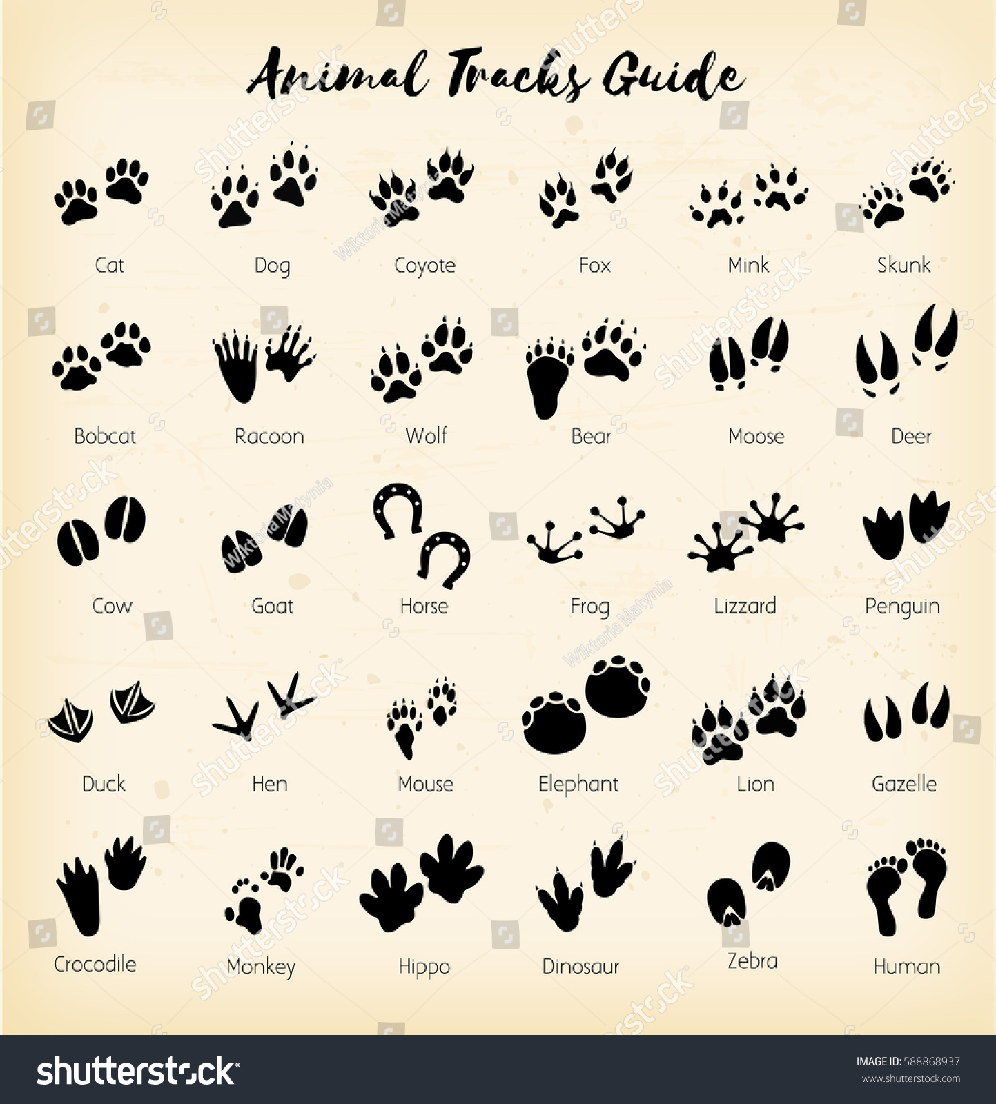 Download Animal Tracks Foot Print Guide Vector Stock Vector 588868937 - Shutterstock