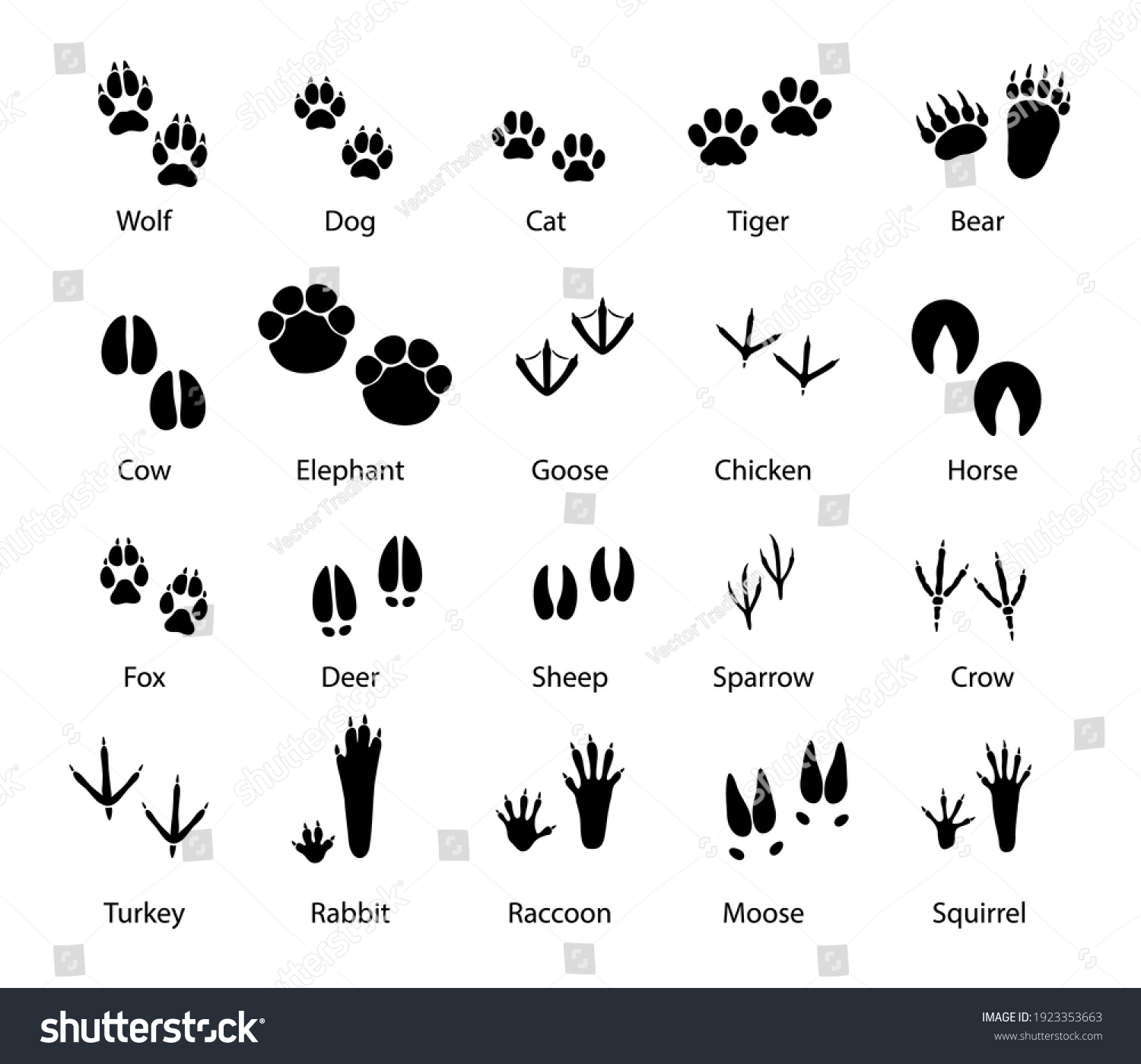 SVG of Animals and birds feet tracks, vector trails of wolf, dog and cat, tiger and bear with cow and elephant. Goose, chicken, horse and fox, deer with sheep or sparrow and crow. Turkey, rabbit and raccoon svg
