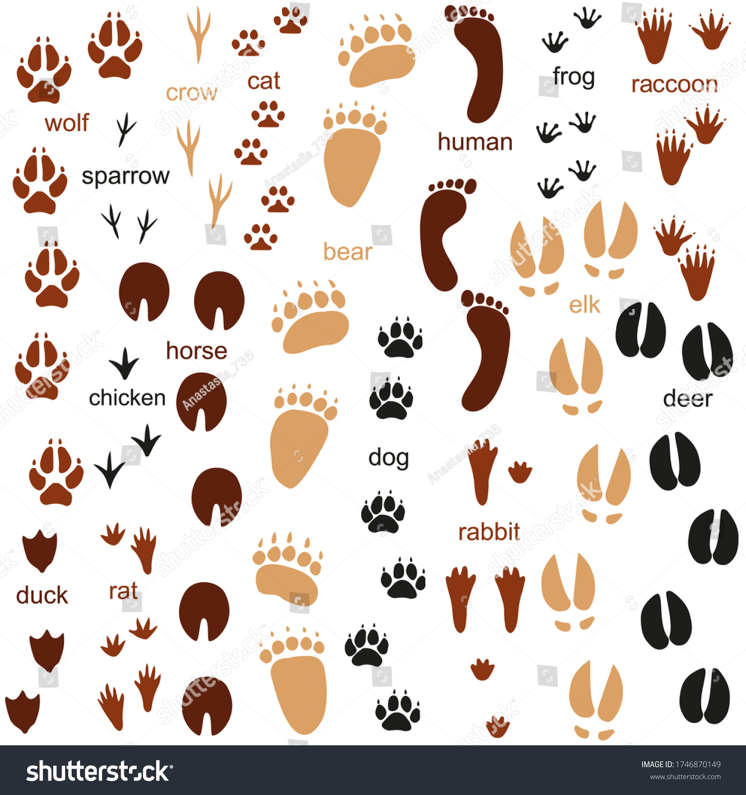 Animals Footprints Isolated On White Background Stock Vector (Royalty ...