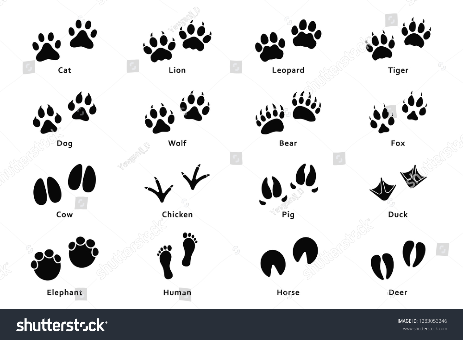 1,726 Leopard footprint Images, Stock Photos & Vectors | Shutterstock