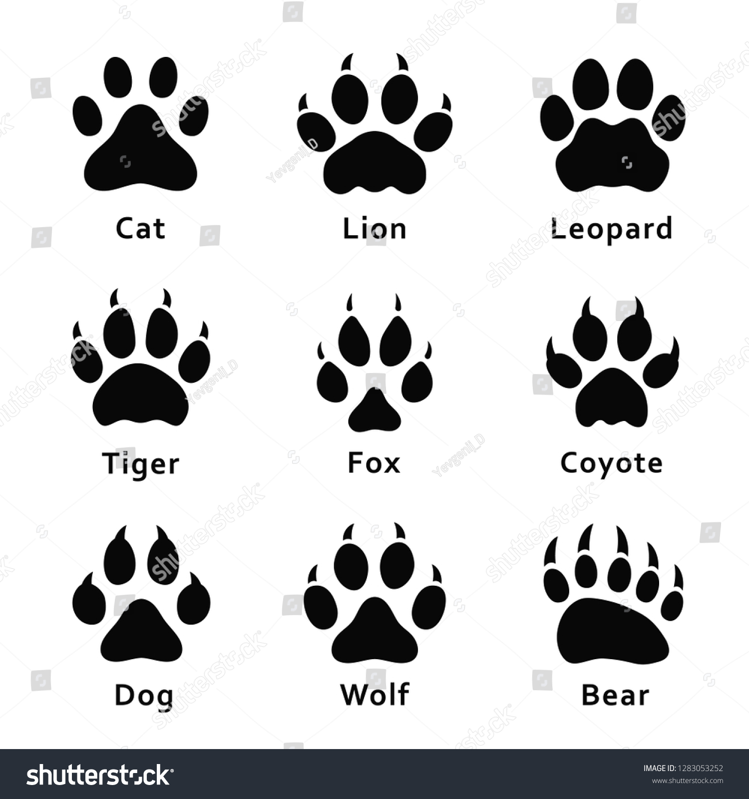 SVG of Animals footprints, paw prints. Set of different animals and predators footprints and traces. Cat, lion, leopard, tiger, fox, wolf, coyote, dog, bear. Vector svg