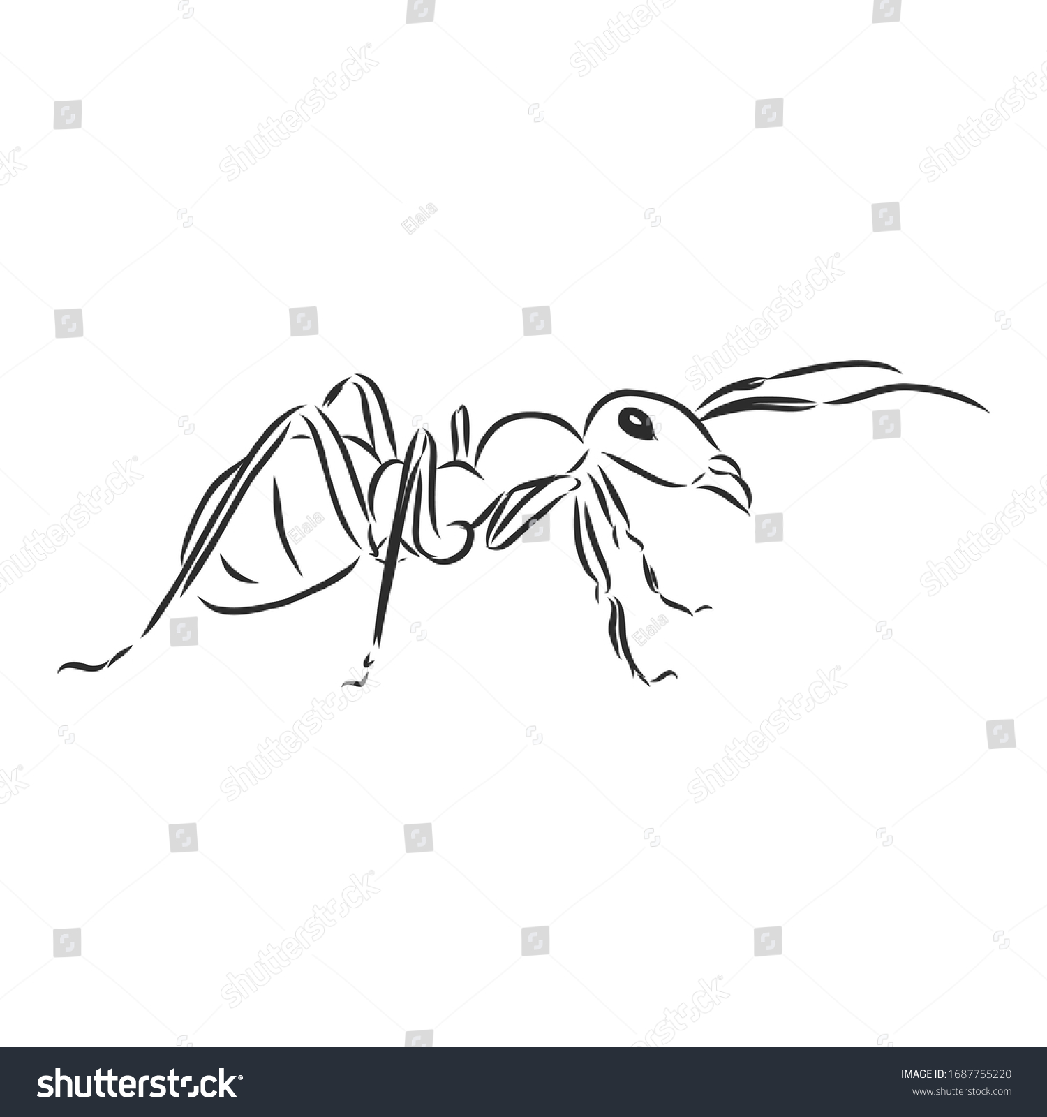 Ant Insect Vector Sketch Illustration 库存矢量图（免版税）1687755220 | Shutterstock