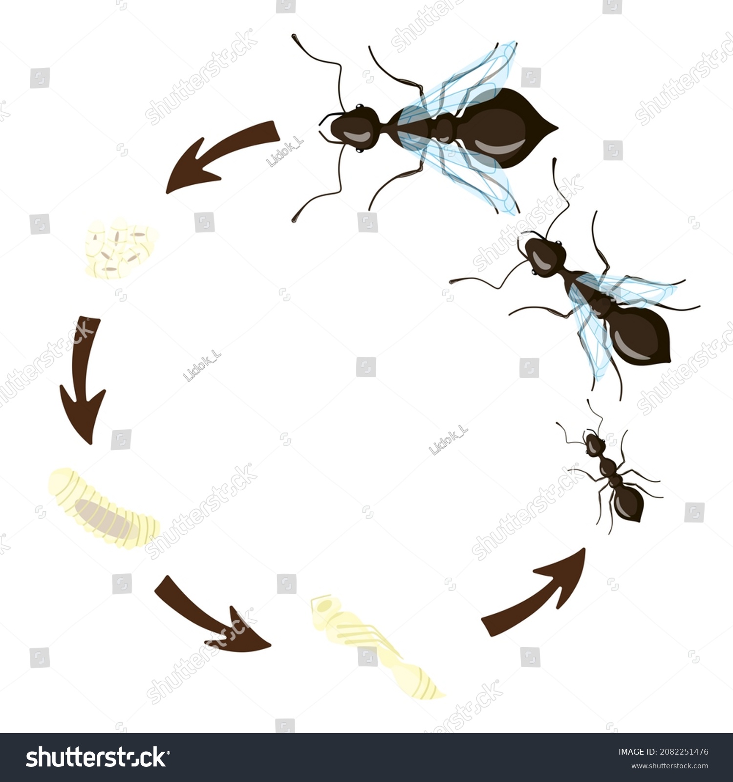 Ant Life Cycle Isolated On White Stock Vector (Royalty Free) 2082251476