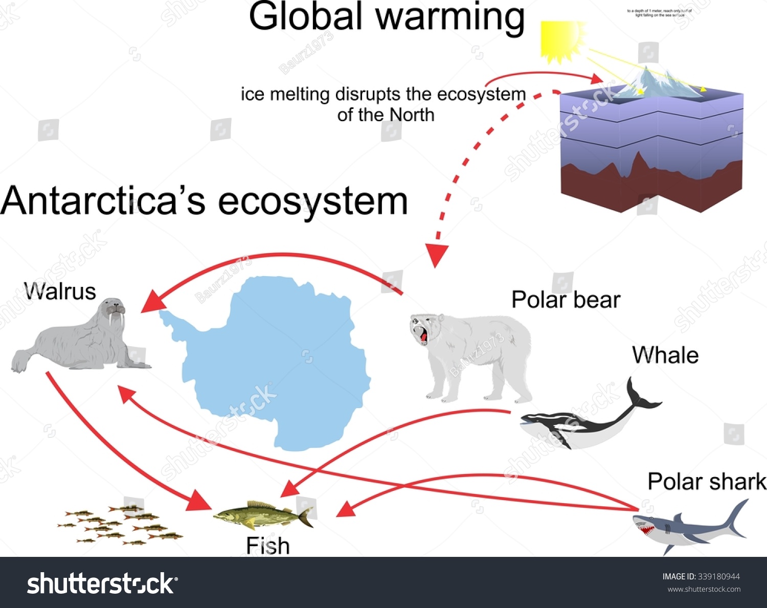 Antarctic Ecosystem Infographic, Wildlife, Polarbear, Walrus ...