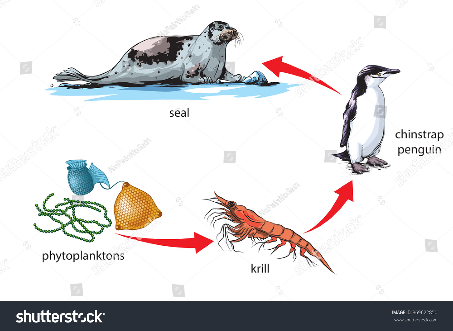 Antarctic Food Chain Example Stock Vector 369622850