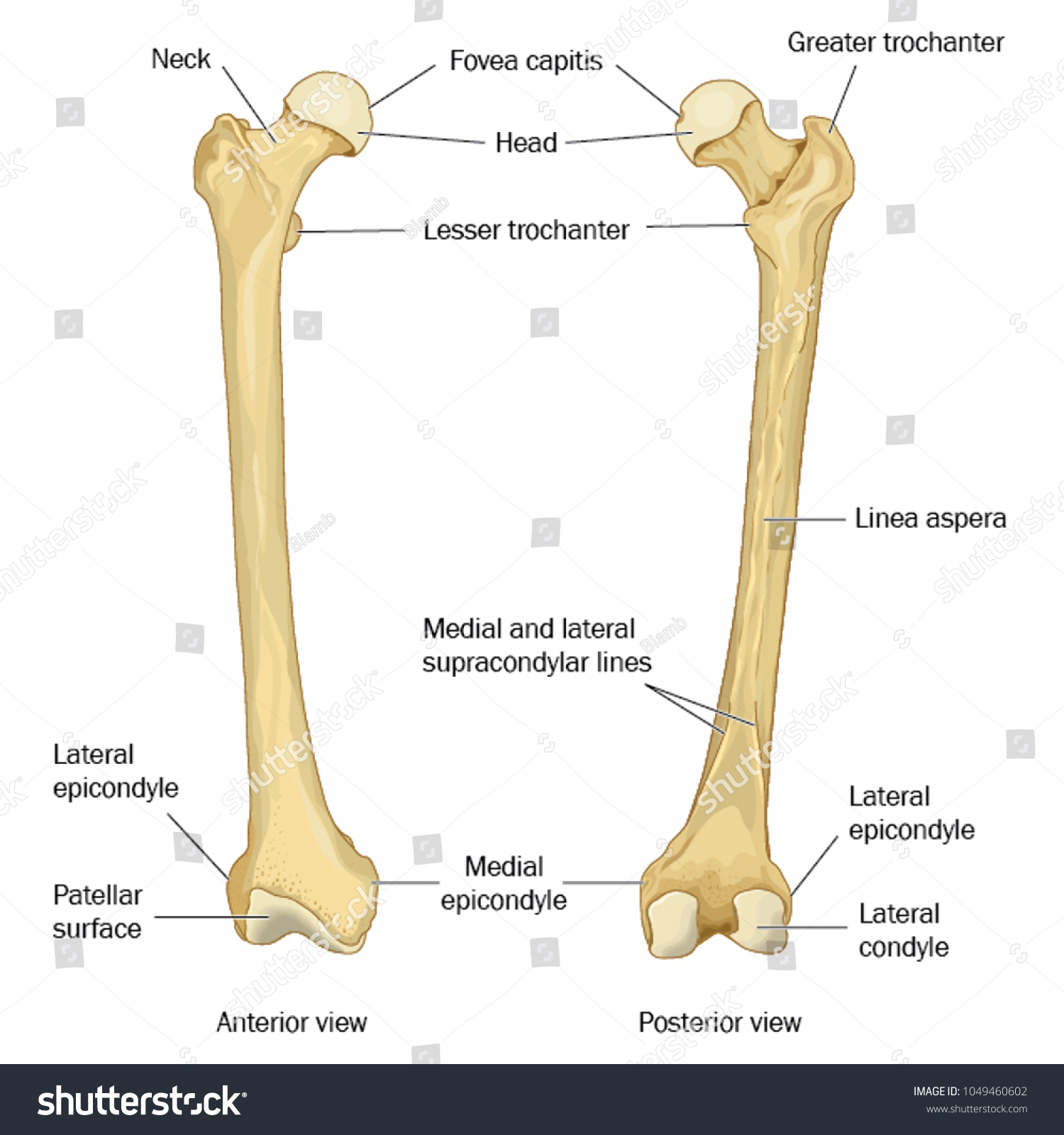 Pic Of Femur Bone
