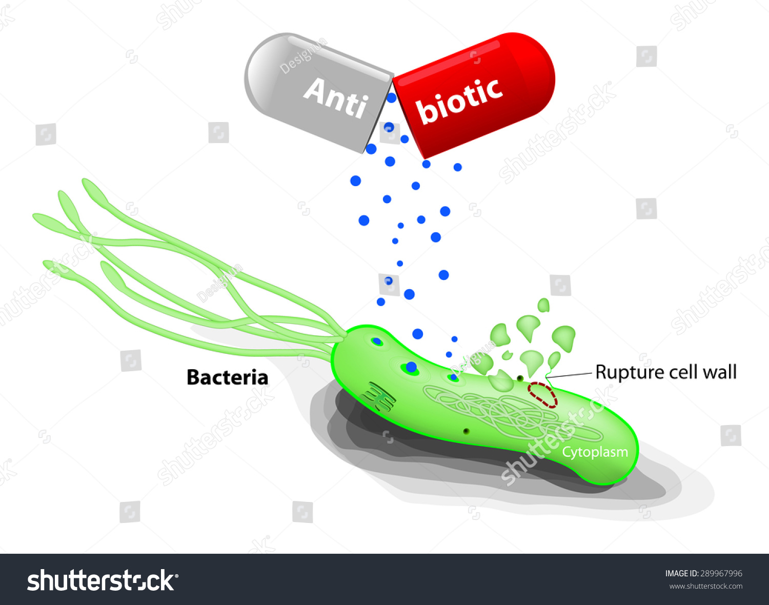 Bacterial Cell Wall Synthesis Inhibitors