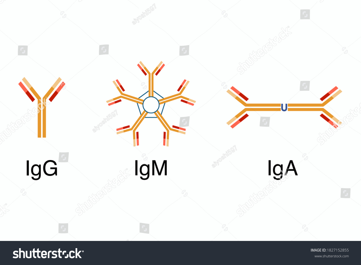 Antibodies Structure Igg Igm Iga Stock Vector (Royalty Free) 1827152855