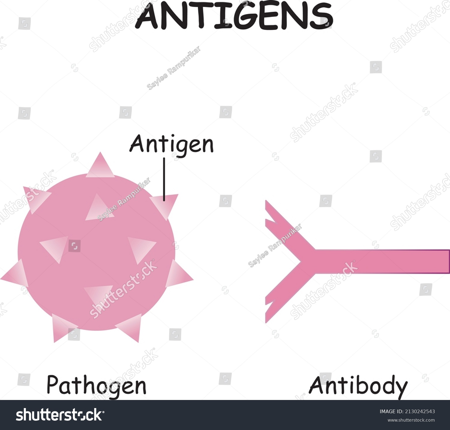 Antigens Vector Illustration Labeled Antibody Pathogen Educational - Riset