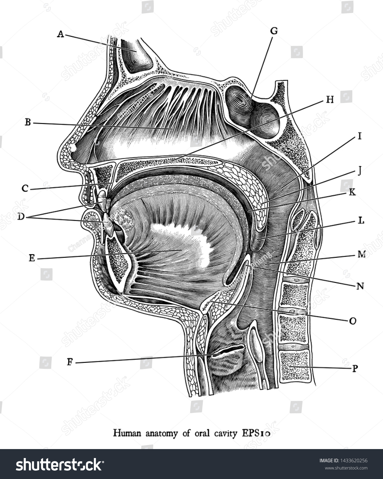 1,439 Vintage mouth anatomy Images, Stock Photos & Vectors | Shutterstock