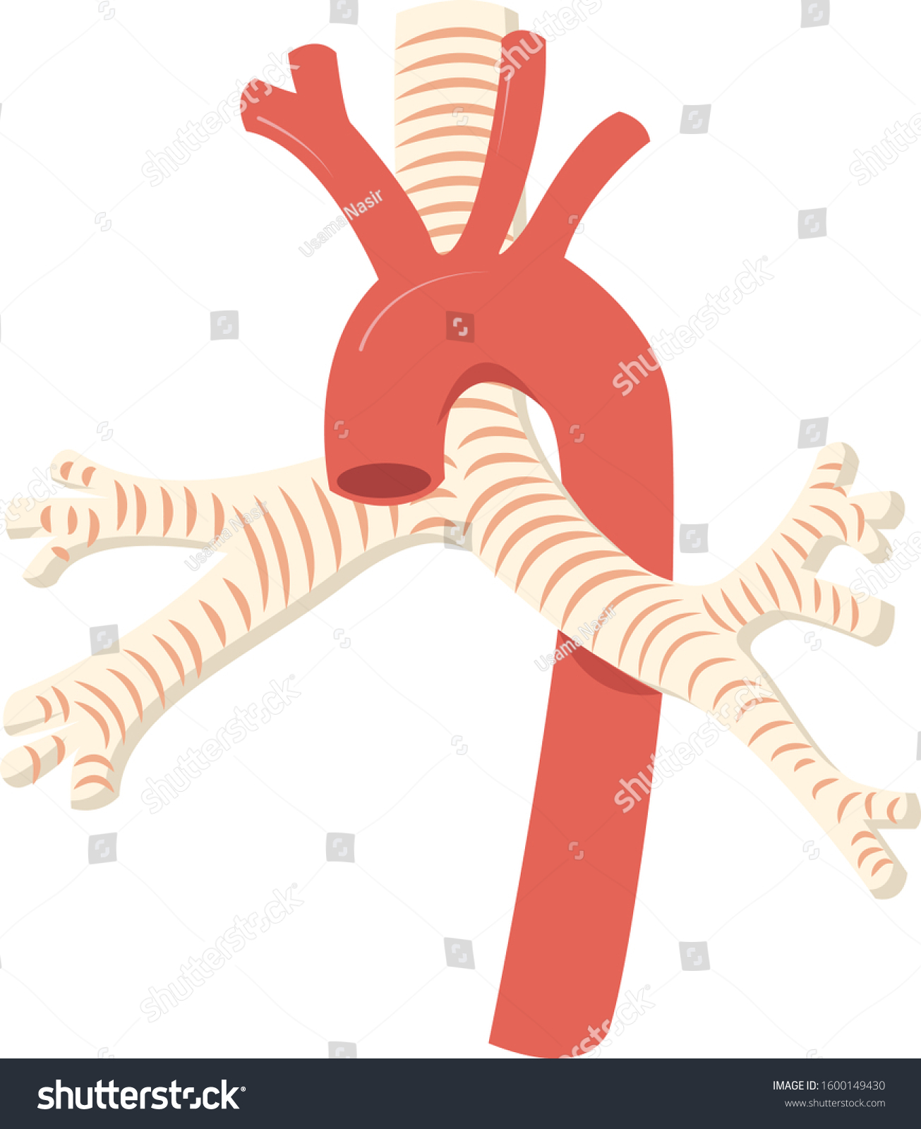 Aorta Trachea Anatomy Vector Illustration vector de stock (libre de