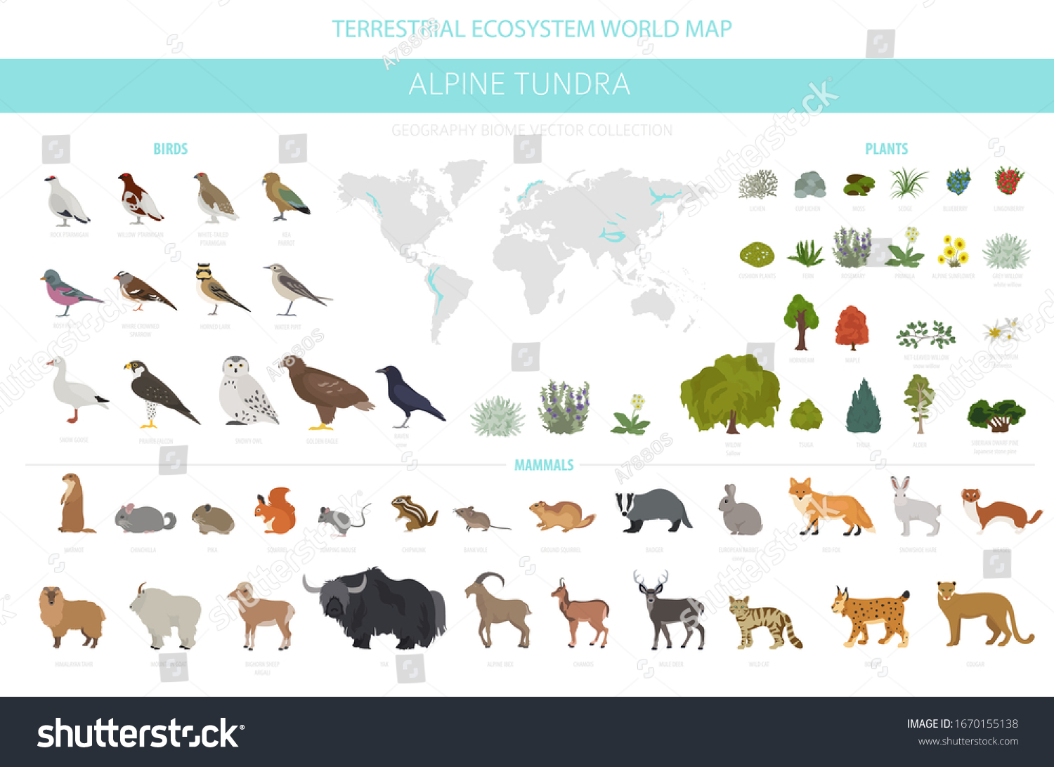 SVG of Apine tundra biome, natural region infographic. Terrestrial ecosystem world map. Animals, birds and plants design set. Vector illustration svg