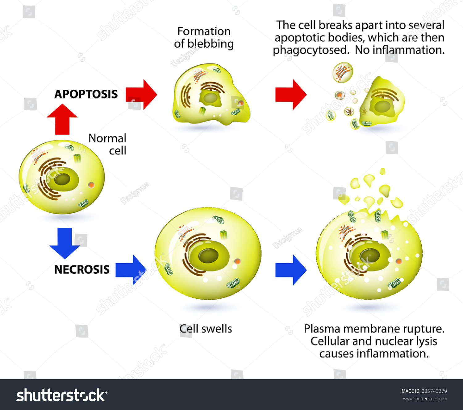 Apoptosis Necrosis Form Cell Death Structural Stock Vector 235743379 ...