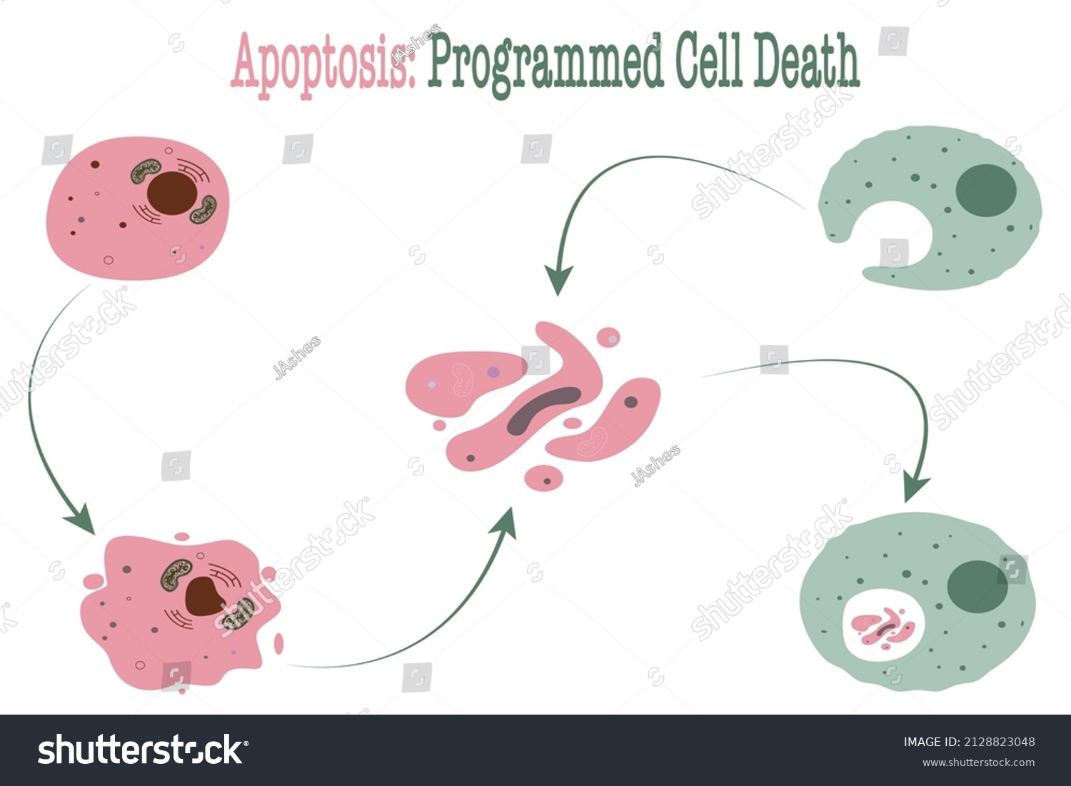 Apoptosis Programmed Cell Death Process Stock Vector (Royalty Free ...