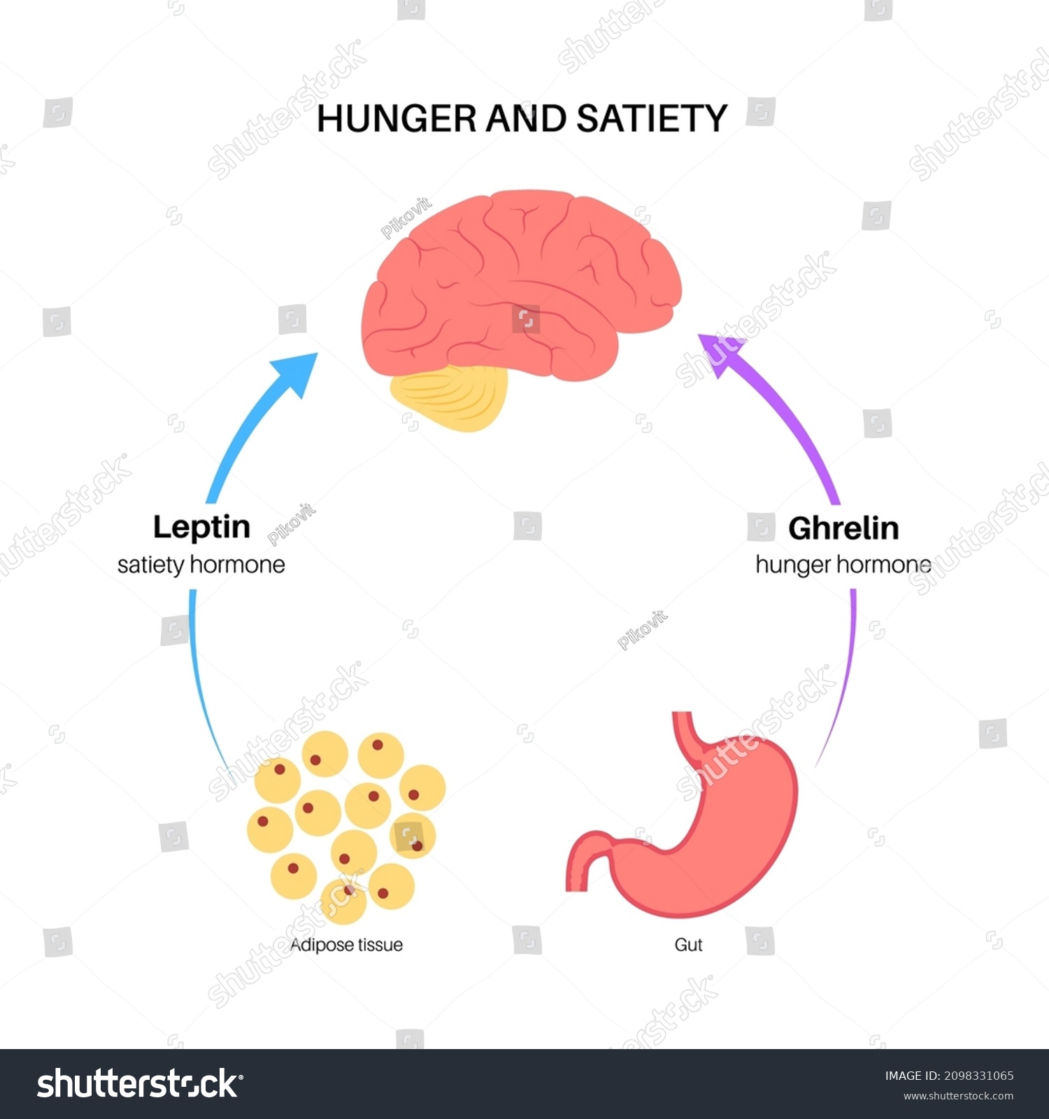 Appetite Hunger Hormones Diagram Insulin Ghrelin Stock Vector (Royalty ...