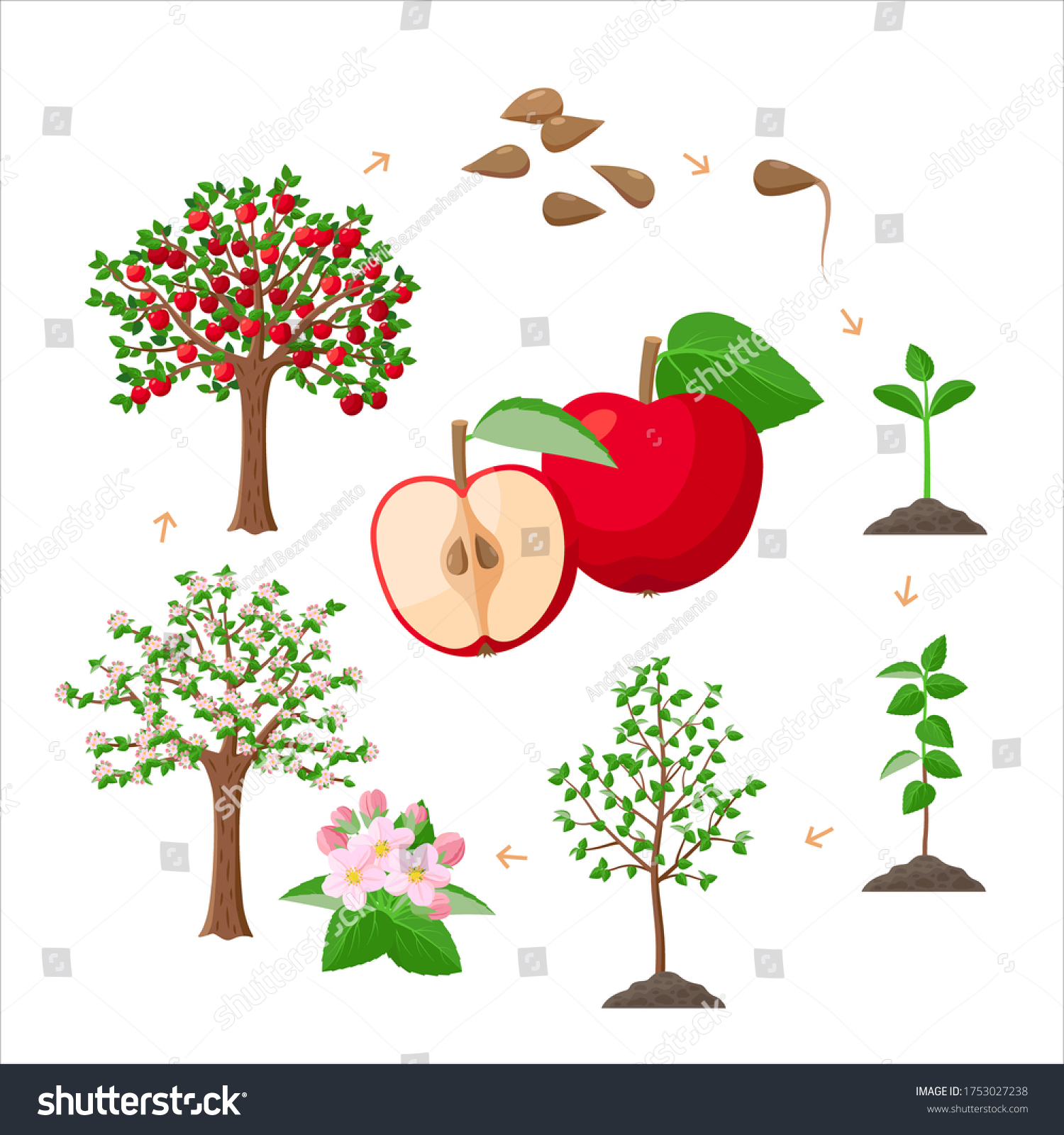 278,941 Apple tree blossoms Images, Stock Photos & Vectors | Shutterstock