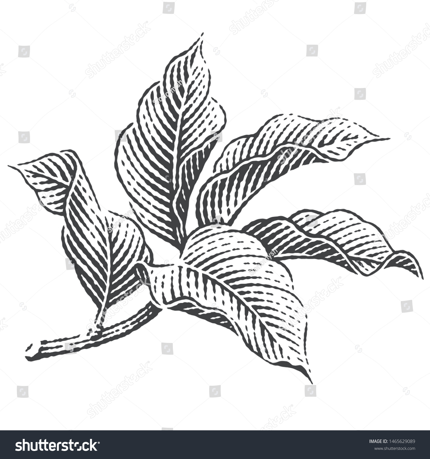 53,632 Etched plants Images, Stock Photos & Vectors | Shutterstock